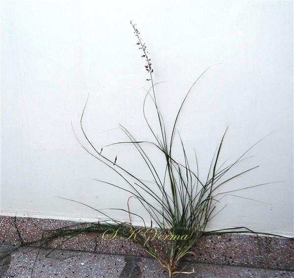  Plant